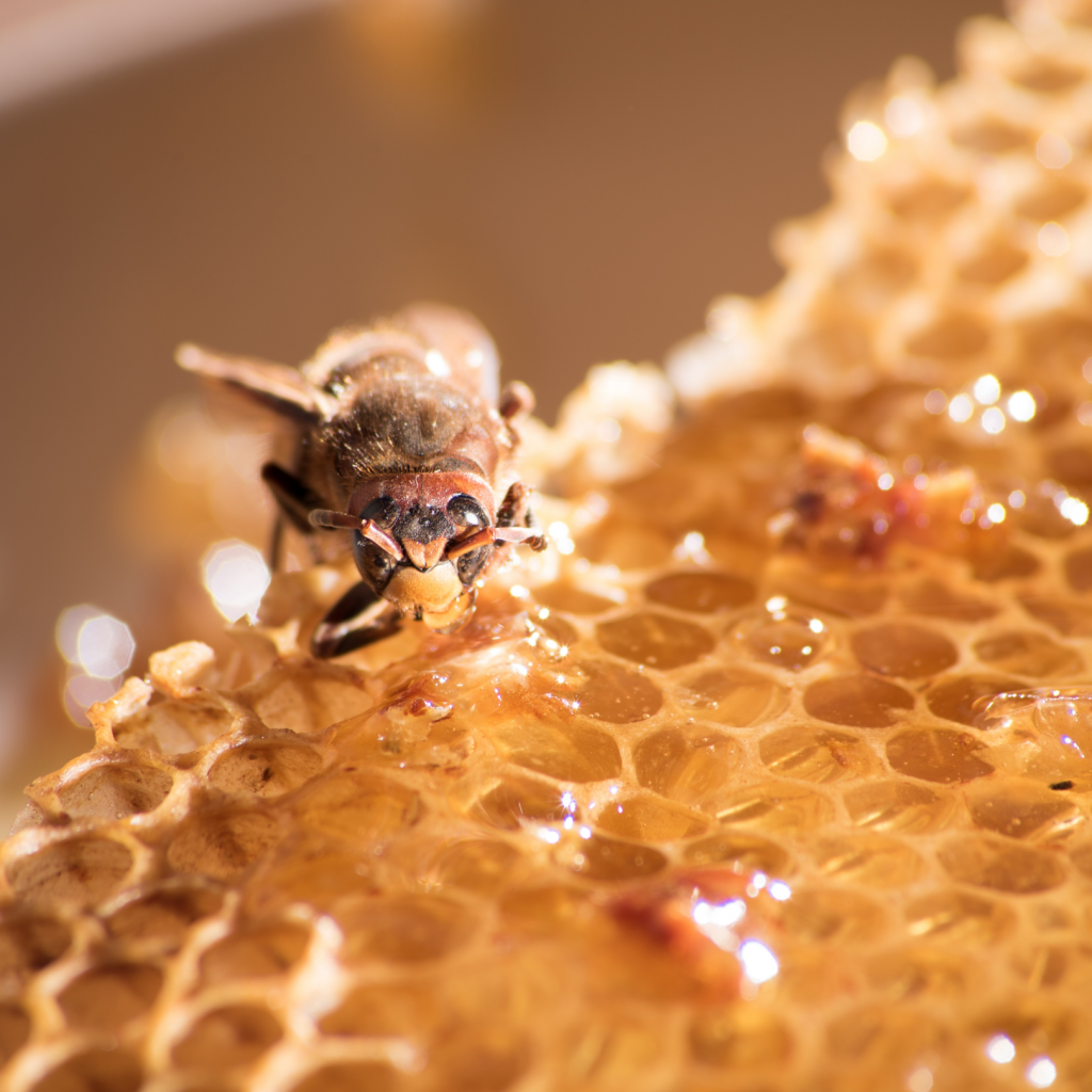 propolis bienfaits