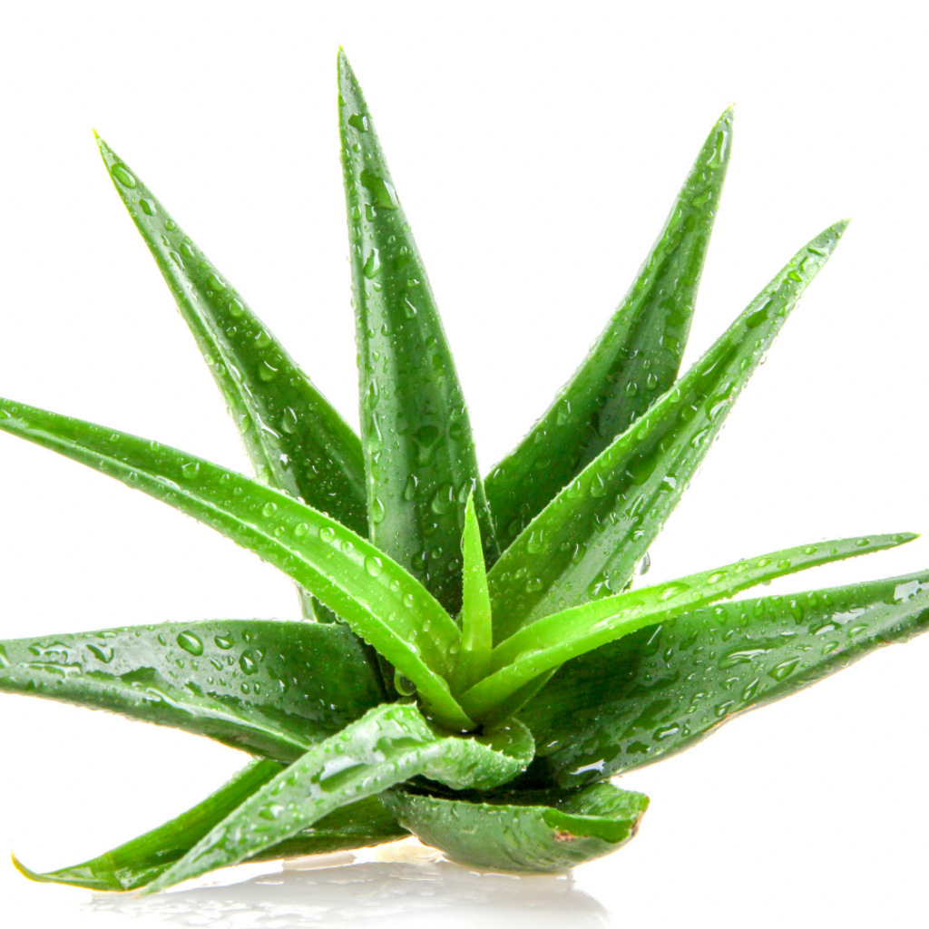 Aloe vera plante